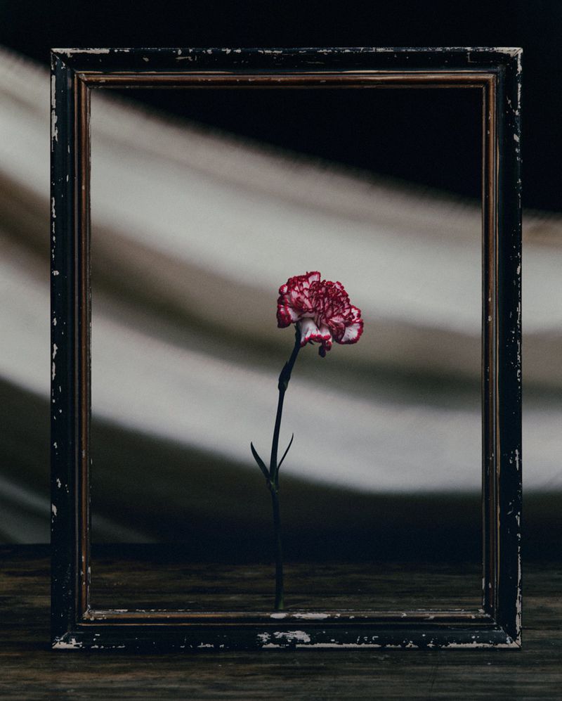 Elegant studio still life of a single red carnation in a vintage black picture frame against a soft-focus gray striped backdrop.