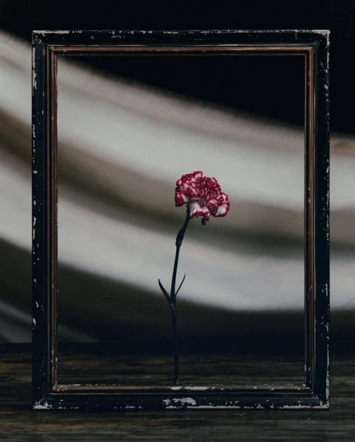 Elegant studio still life of a single red carnation in a vintage black picture frame against a soft-focus gray striped backdrop.