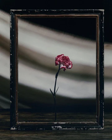 Elegant studio still life of a single red carnation in a vintage black picture frame against a soft-focus gray striped backdrop.