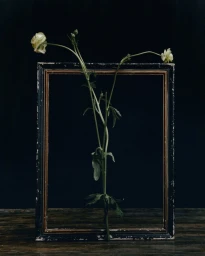 Delicate white flowers with long green stems arranged in front of an empty vintage dark frame against a black background