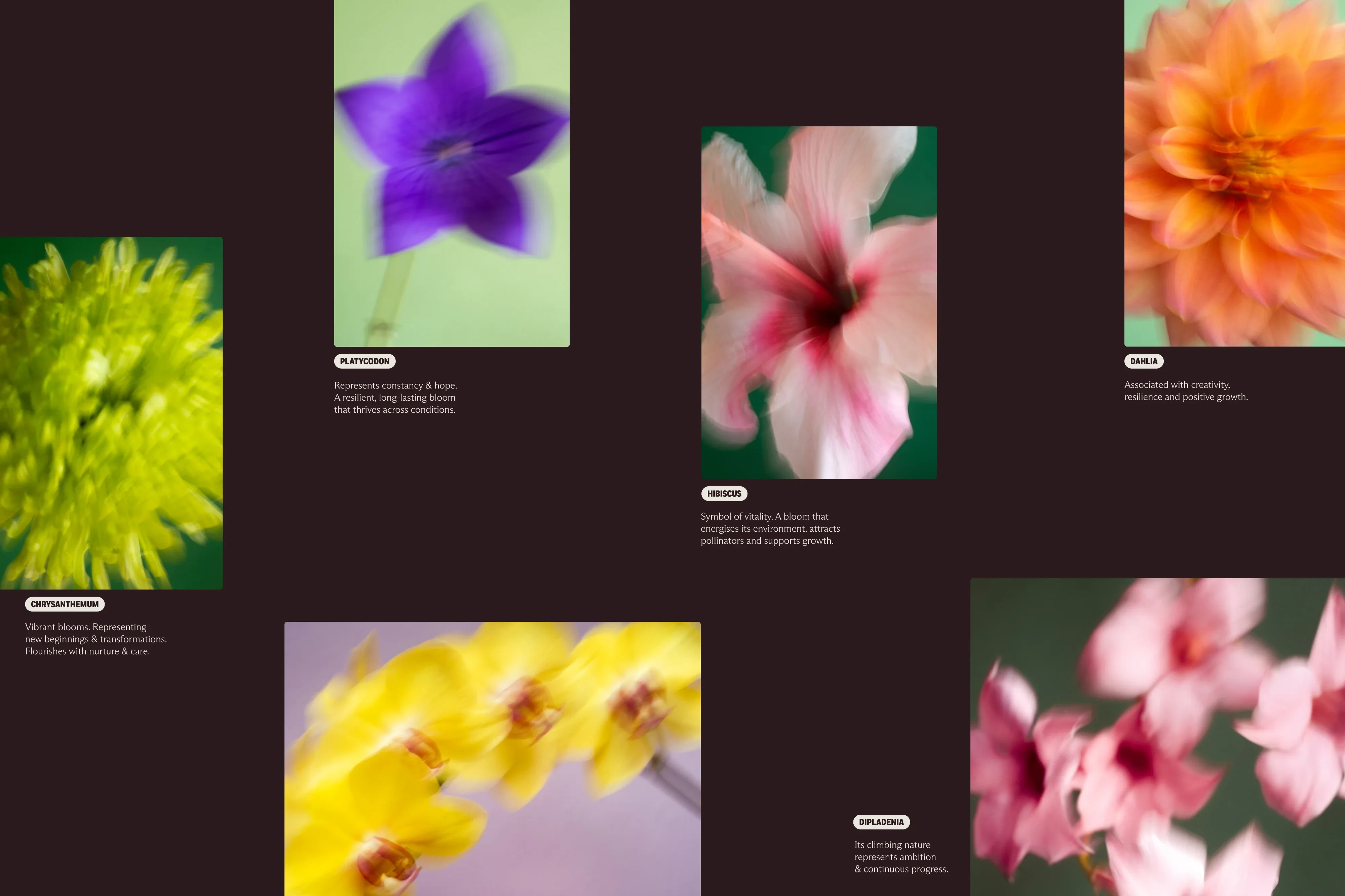 Floral collage featuring close-up, out-of-focus flowers including chrysanthemum, platycodon, hibiscus, dahlia, orchid, and dipladenia.