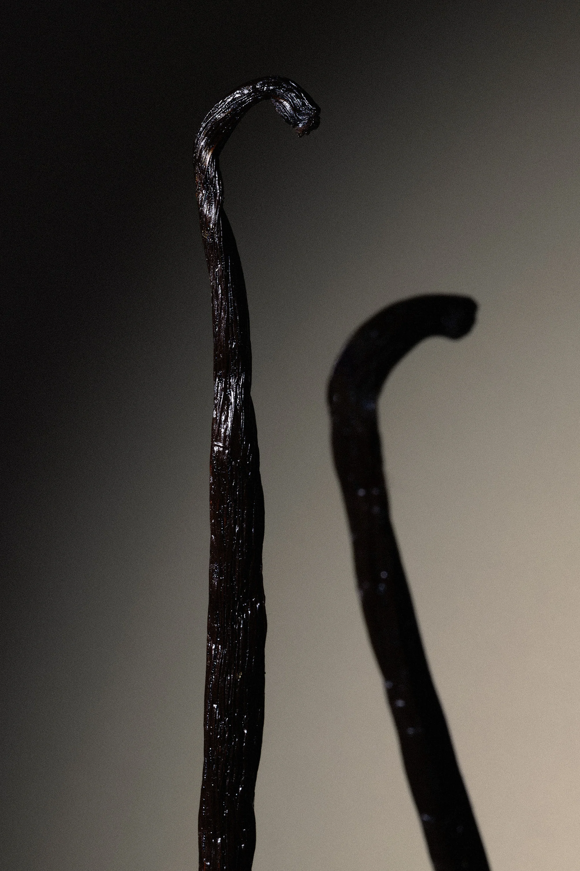 Close-up of two dark brown vanilla beans against a softly lit, gradient grey background in a studio product shot.