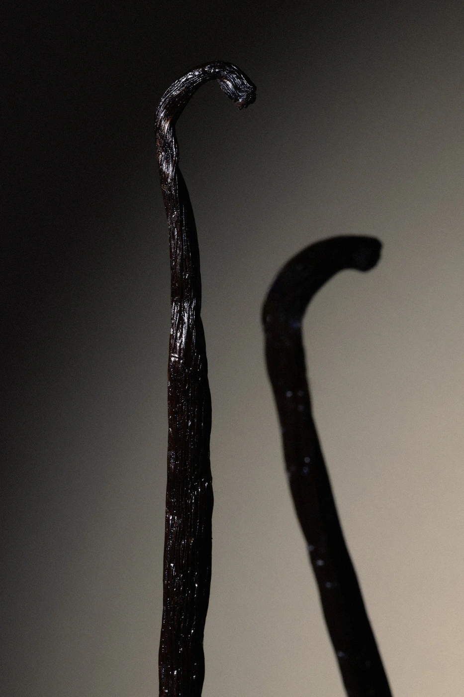 Close-up studio photograph of two dark vanilla bean pods against a neutral gradient background.