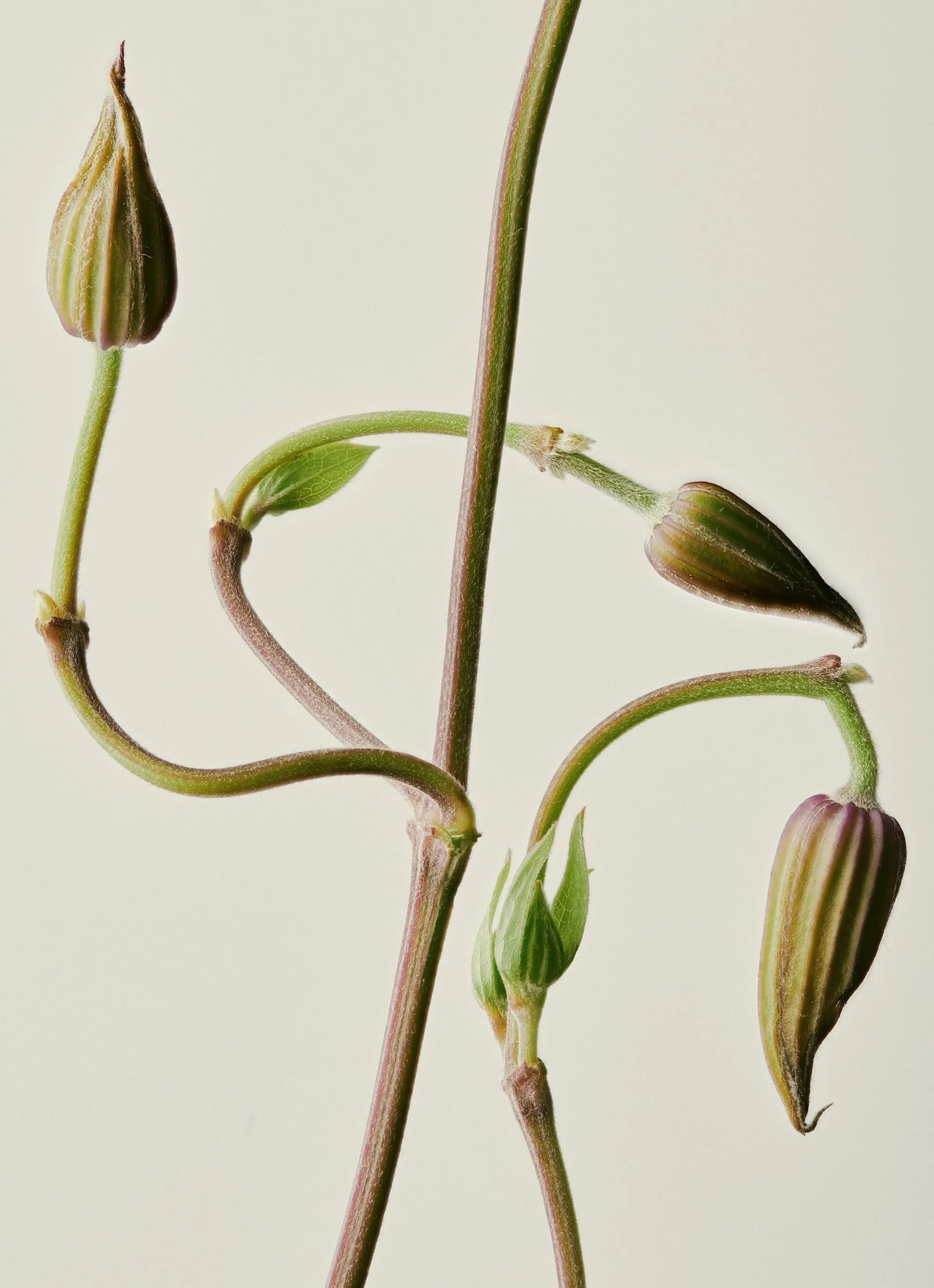 Close-up studio shot of a clematis plant with buds and stems against a neutral background. The composition focuses on the plant's organic lines.