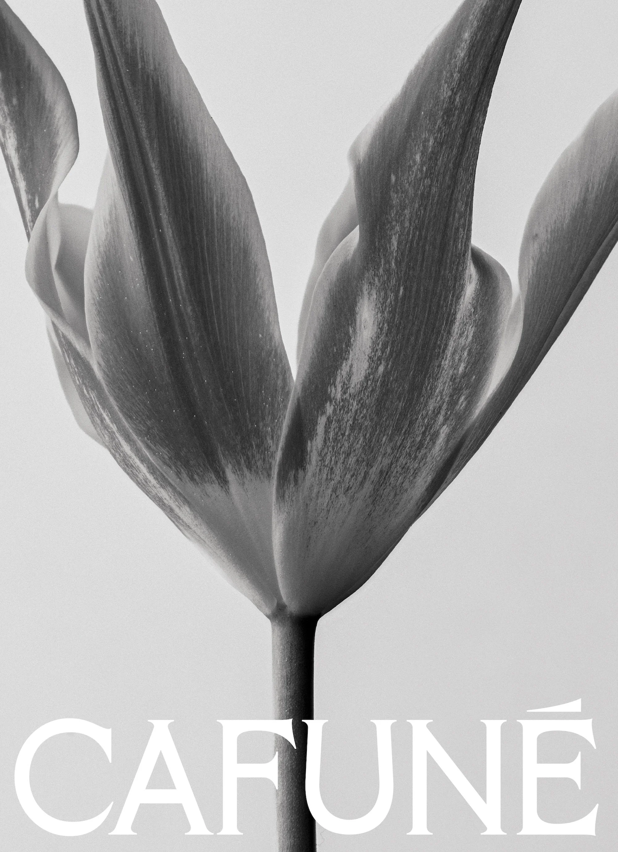 Monochrome close-up of a tulip flower against a white background, highlighting its delicate petals and stem with the text 'CAFUNE'.