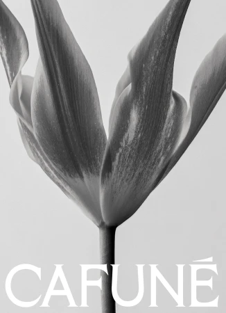Monochrome close-up of a tulip flower against a white background, highlighting its delicate petals and stem with the text 'CAFUNE'.
