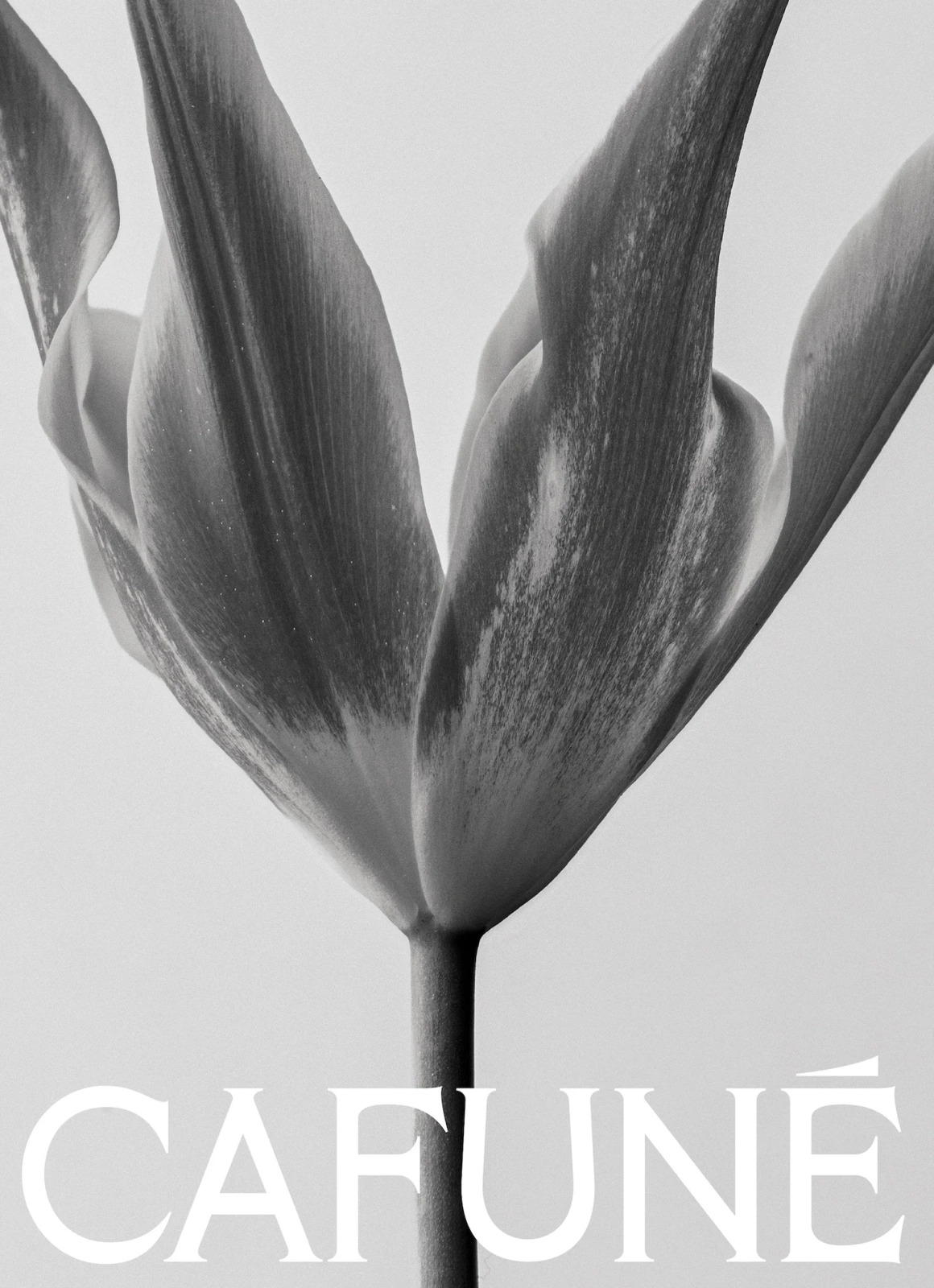 Close-up black and white photograph of a tulip flower with the brand name Cafune printed at the bottom.