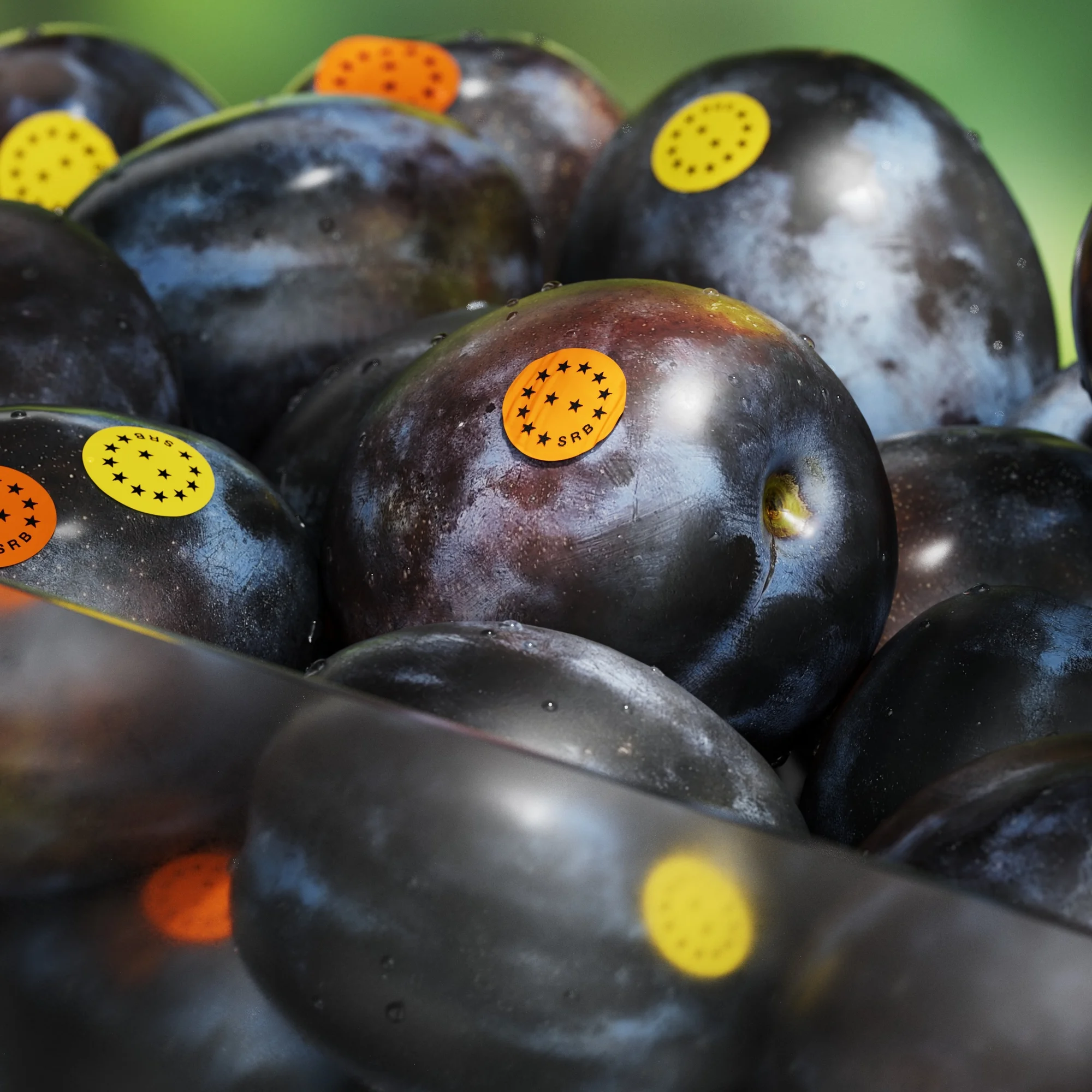 Close-up of fresh, ripe plums with EU star stickers, piled together. The dark purple plums are illuminated against a blurred green background.