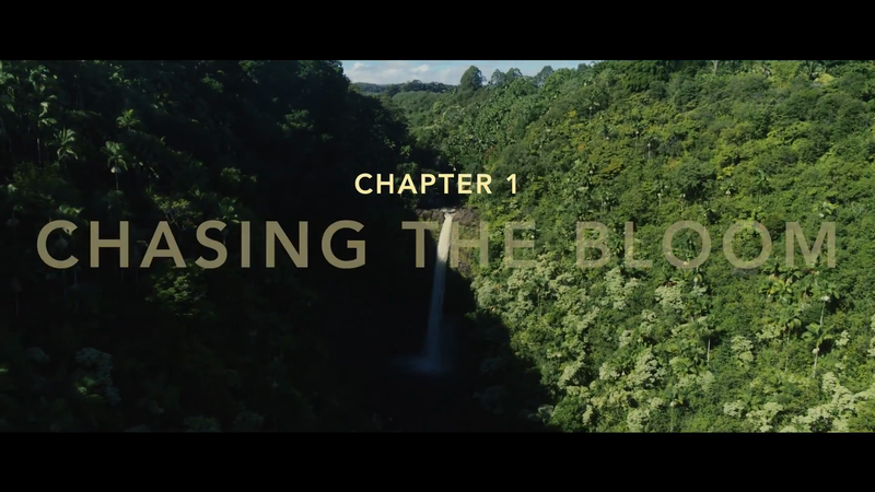 Lush green jungle landscape featuring a waterfall, with text overlay 'Chapter 1: Chasing the Bloom' in a cinematic, natural setting.