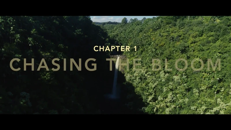 Lush green jungle landscape featuring a waterfall, with text overlay 'Chapter 1: Chasing the Bloom' in a cinematic, natural setting.