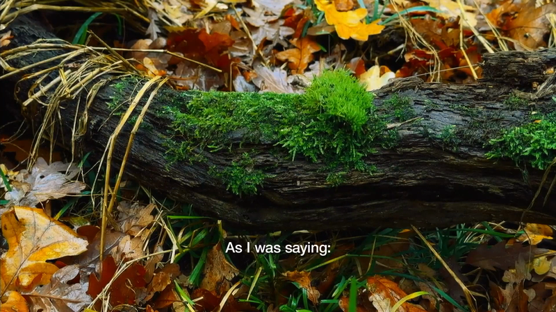 Moss-covered log on a forest floor with scattered autumn leaves and dry grass.