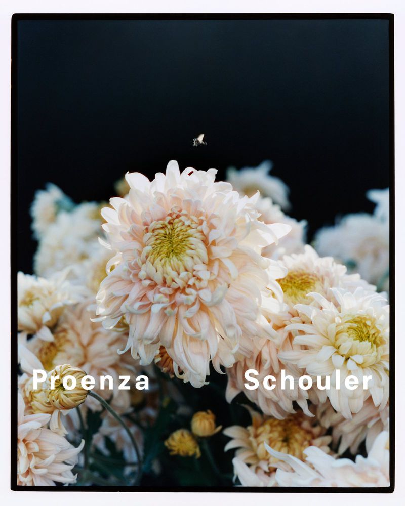Floral still life featuring white chrysanthemums with yellow centers against a dark background, with a small flying insect.