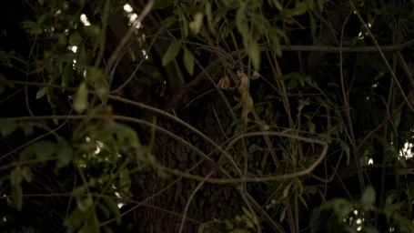 Dense green foliage and intertwined branches obscuring a textured tree trunk in natural light