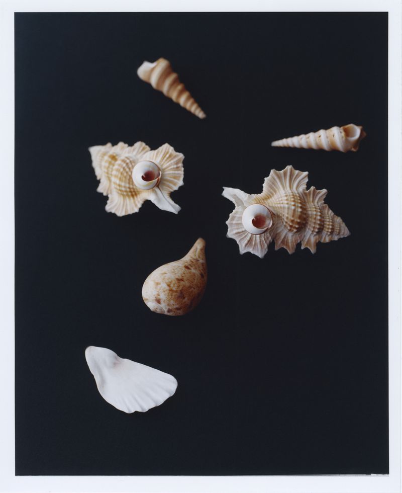 Arrangement of seashells, including conch and spiral shells, on a dark background. Marine life and natural patterns in a studio setting.