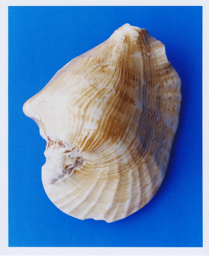 Close-up of a brown and white striped seashell against a bright blue background, showcasing the shell's texture and color contrast.