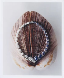 Diamond and sapphire necklace displayed over a large ridged seashell against a plain white background
