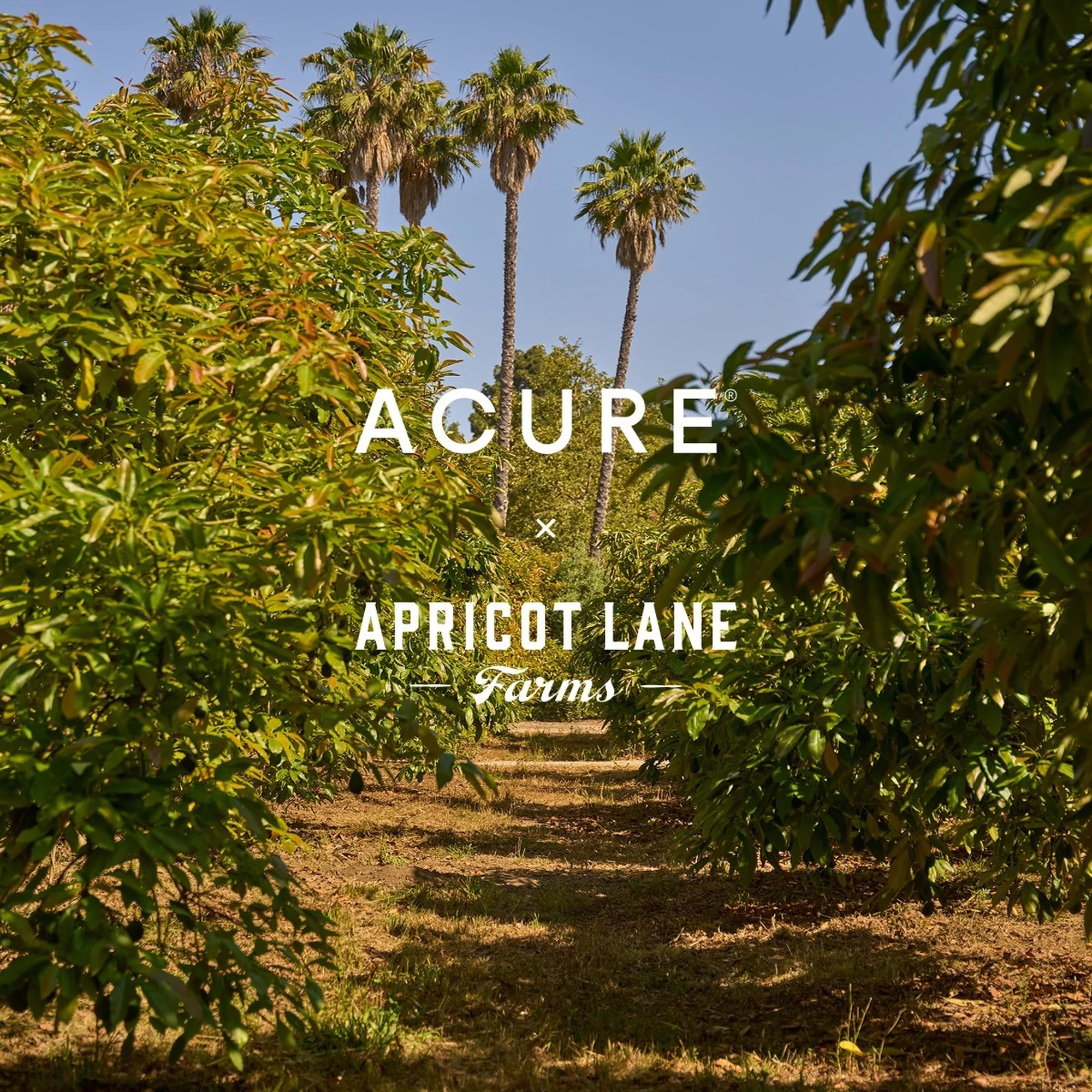 A dirt road leads through an avocado orchard towards palm trees under a blue sky, with the text 'ACURE Apricot Lane Farms'.