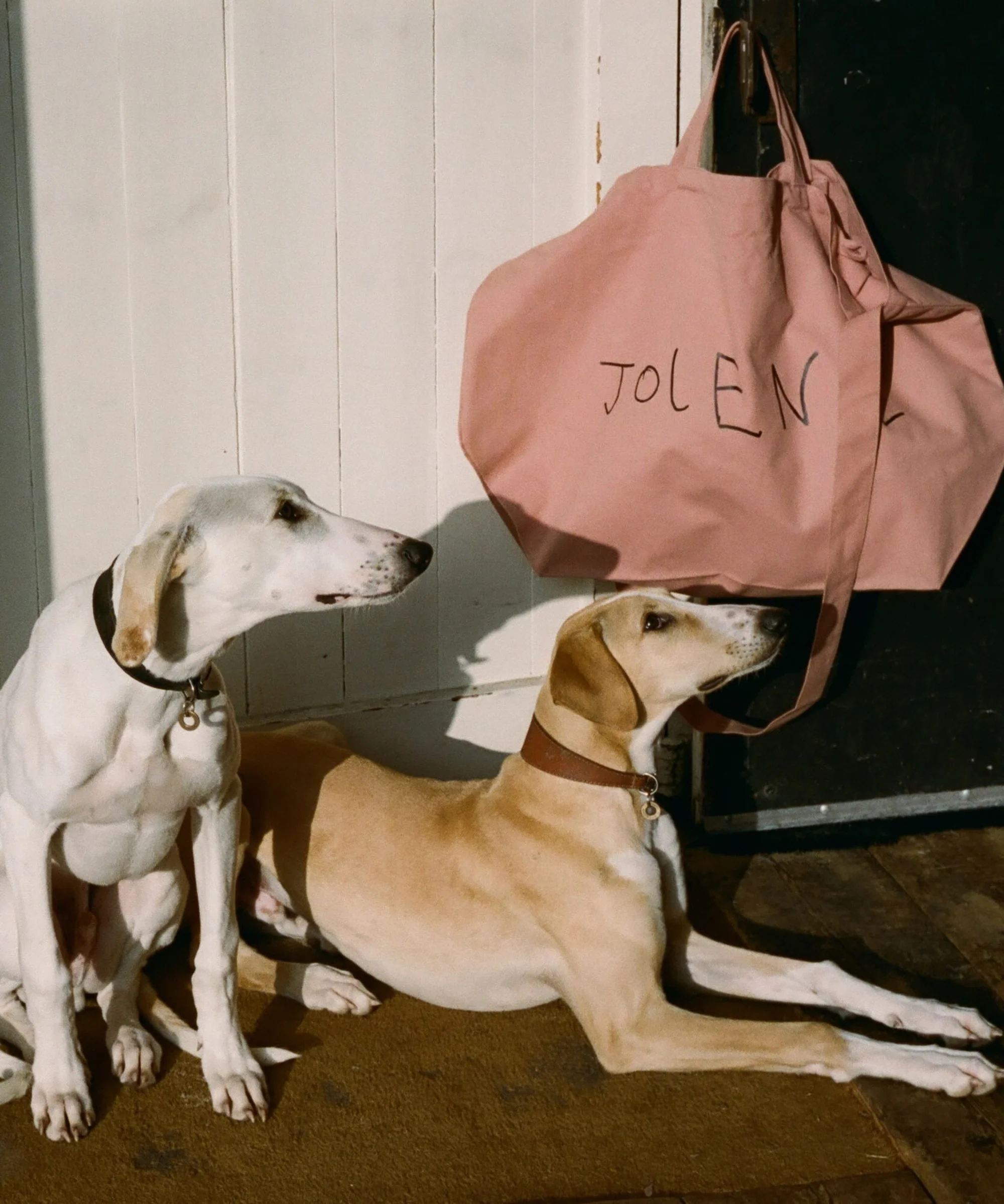 Two Saluki dogs, one white and one tan, sit and lie down on a brown mat indoors near a pink tote bag with 'JOLEN' written on it.