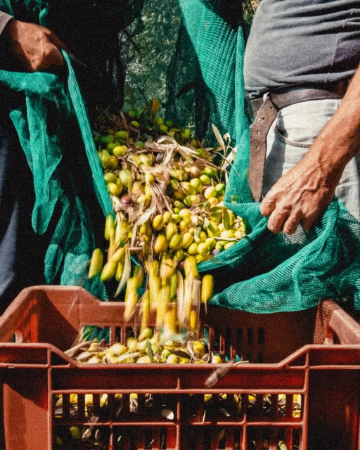 Green olives are harvested by two people into a reddish-brown crate outdoors, emphasizing a close-up view of the agricultural process.