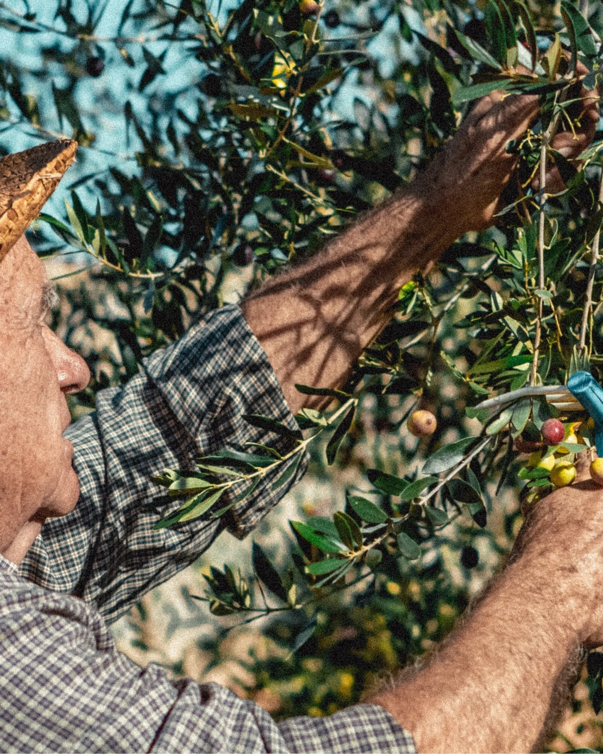Elderly man in a straw hat harvesting olives from an olive tree in an outdoor setting on a sunny day, wearing a plaid shirt.