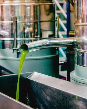 Olive oil processing: A close-up of freshly pressed olive oil flowing from a stainless steel spout into a metal basin in a factory.