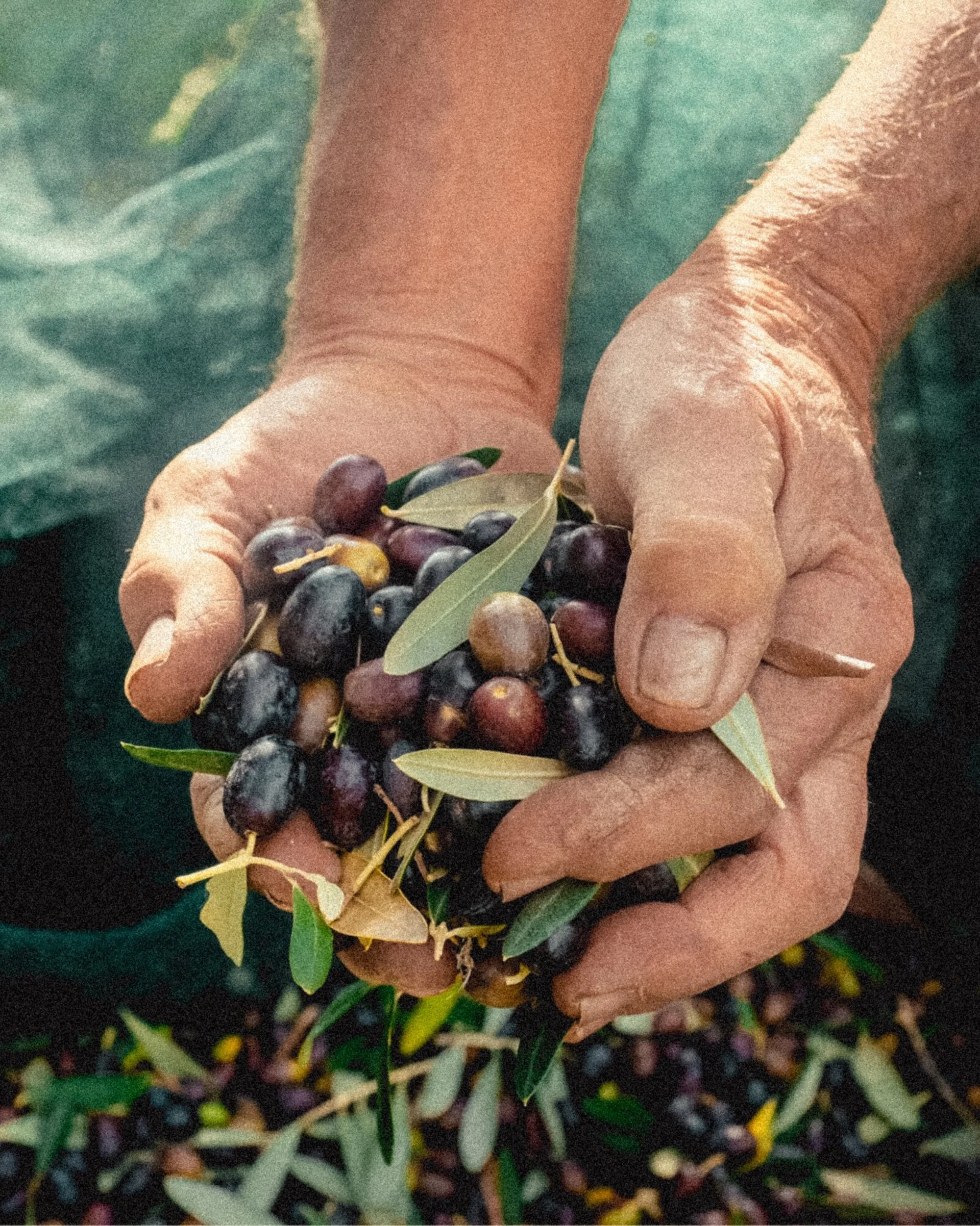Close-up of tanned hands holding harvested olives with leaves, set against a blurred green backdrop suggesting an outdoor setting.