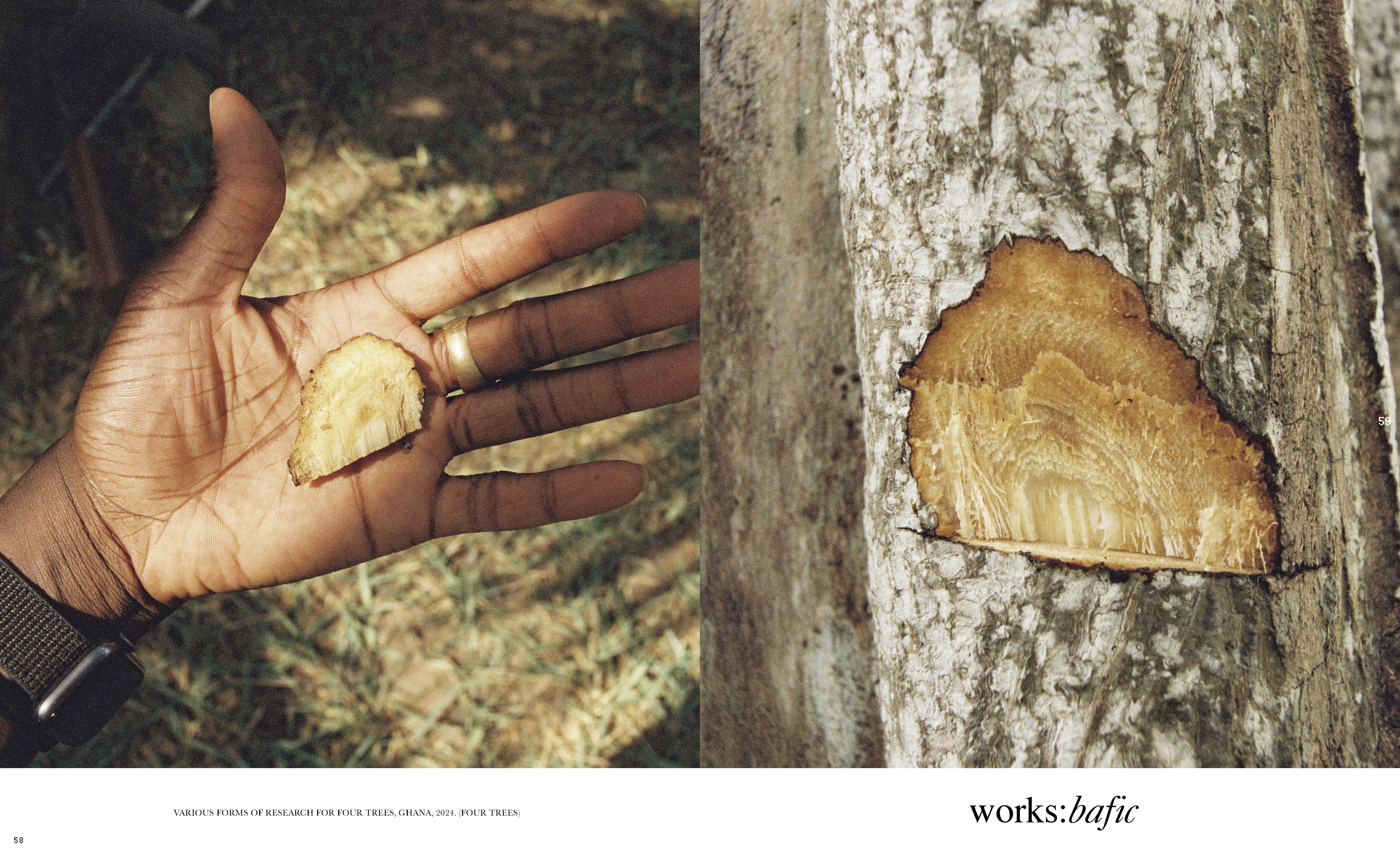 Close-up shot of an adult hand holding a wood piece next to a tree trunk with cut, emphasizing nature and raw materials.