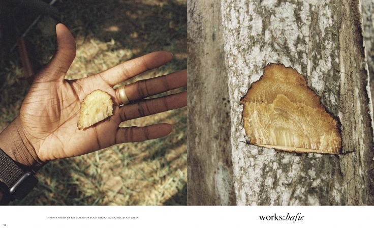 Close-up shot of an adult hand holding a wood piece next to a tree trunk with cut, emphasizing nature and raw materials.