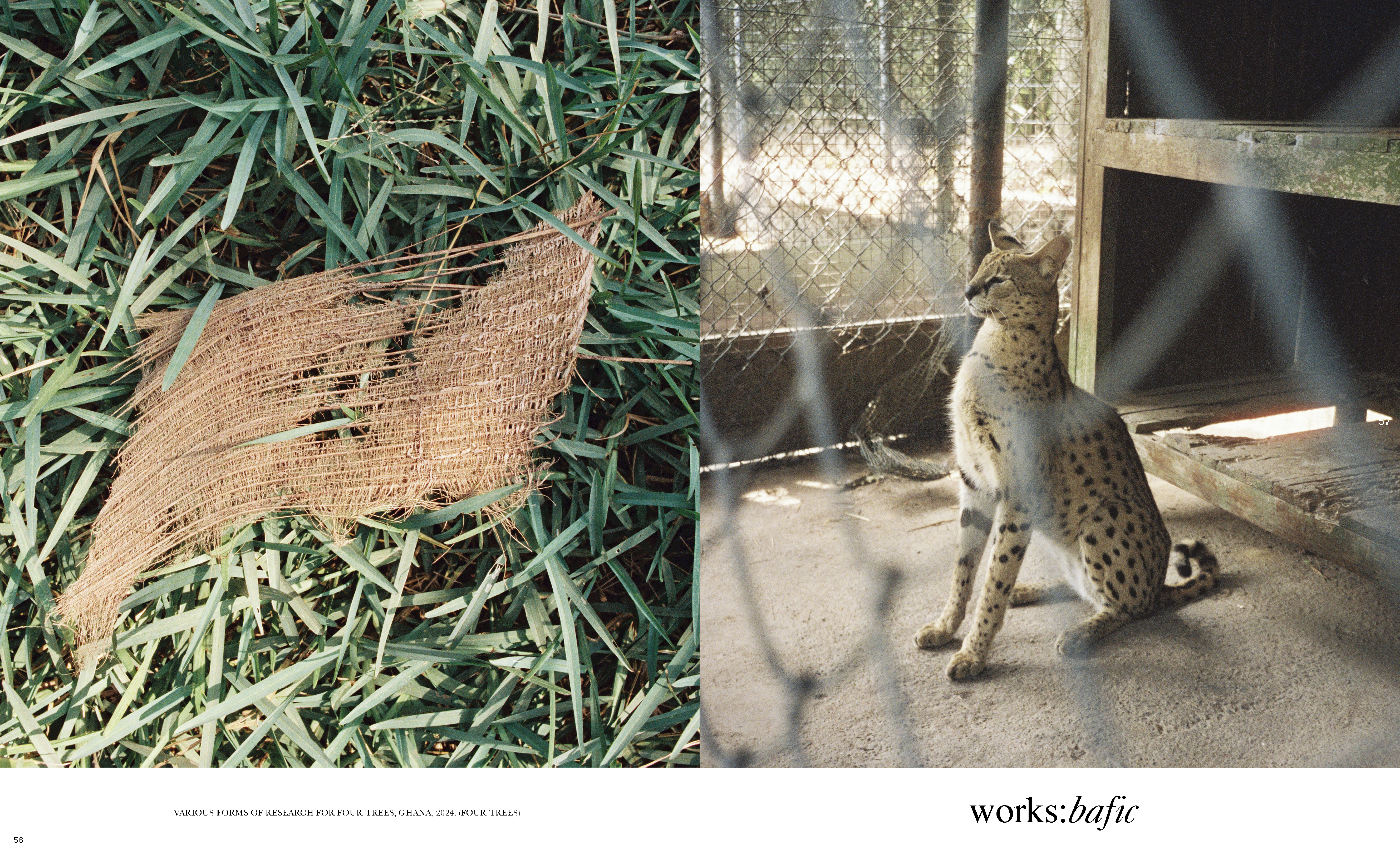 A split image: One side shows grass and woven material, the other shows a serval cat behind a wire fence inside an enclosure.