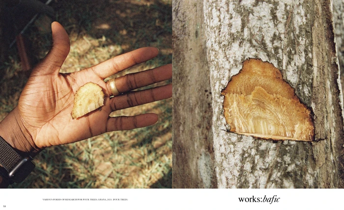 Close-up split view showing an open black palm holding a tree bark fragment, and a tree trunk with a cut section.