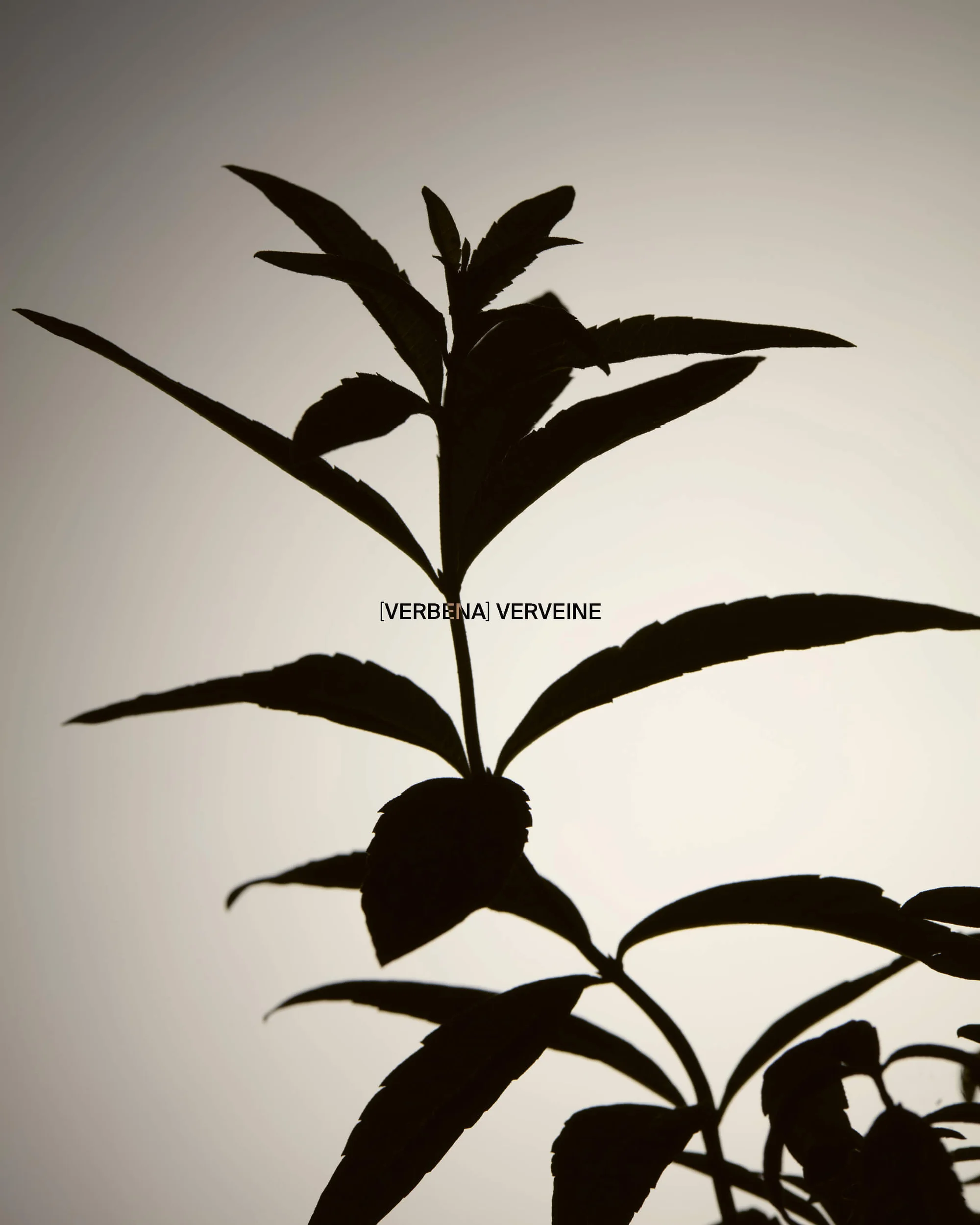Close-up silhouette of a Verbena plant with distinctive leaves against a bright, neutral background. Botanical study.