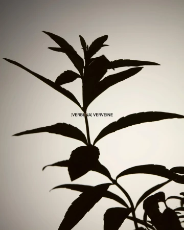 Close-up silhouette of a Verbena plant with distinctive leaves against a bright, neutral background. Botanical study.