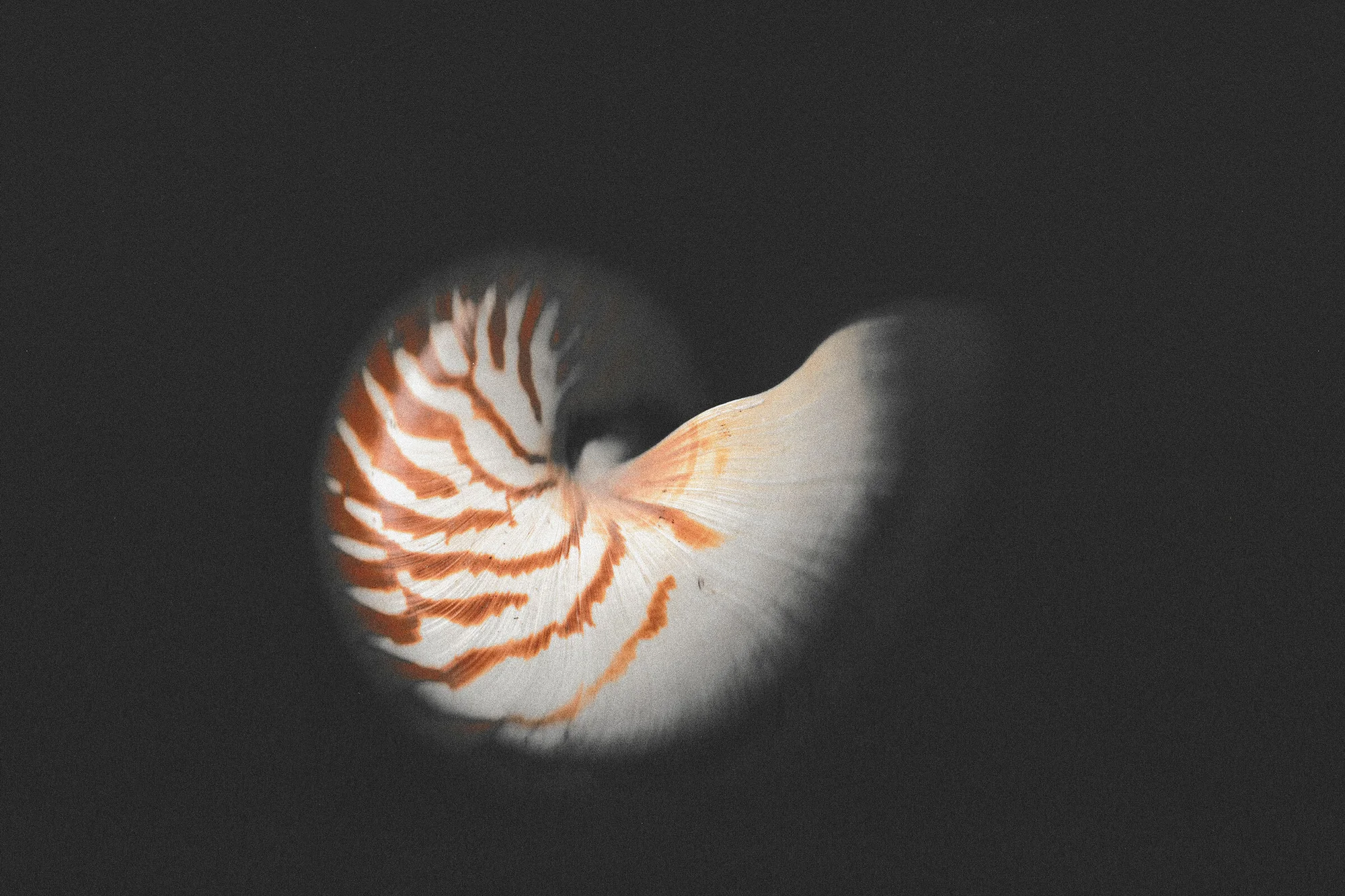 Close-up studio shot of a nautilus shell featuring white and brown stripes against a dark gray background.