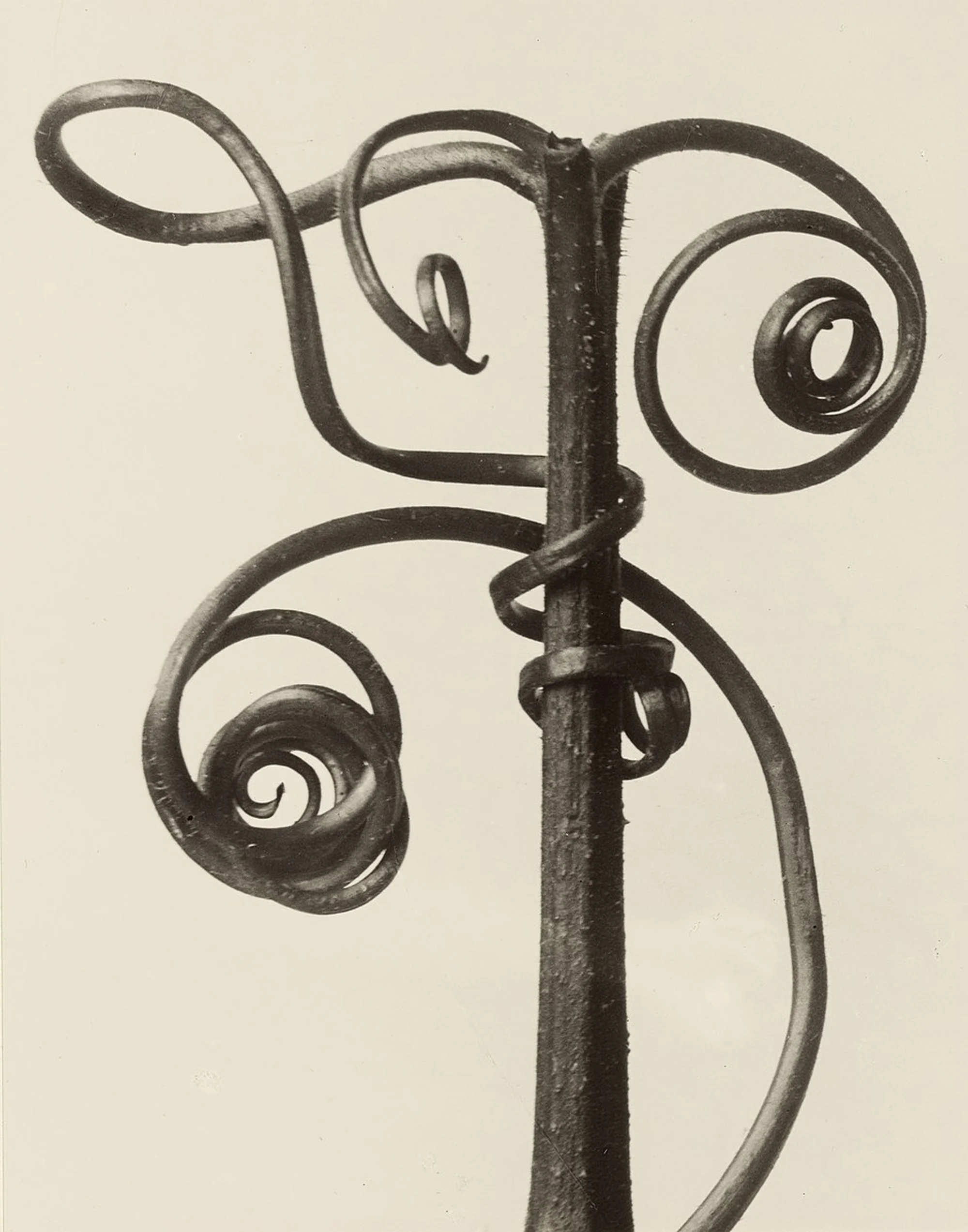 Close-up of a plant stem with spiraling tendrils, showcasing natural botanical patterns against a neutral background.