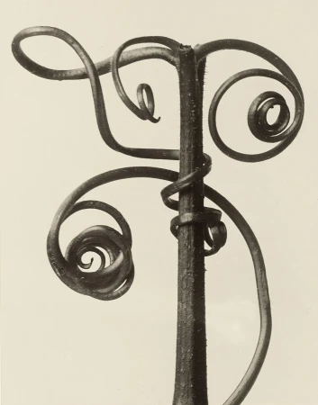 Close-up of a plant stem with spiraling tendrils, showcasing natural botanical patterns against a neutral background.