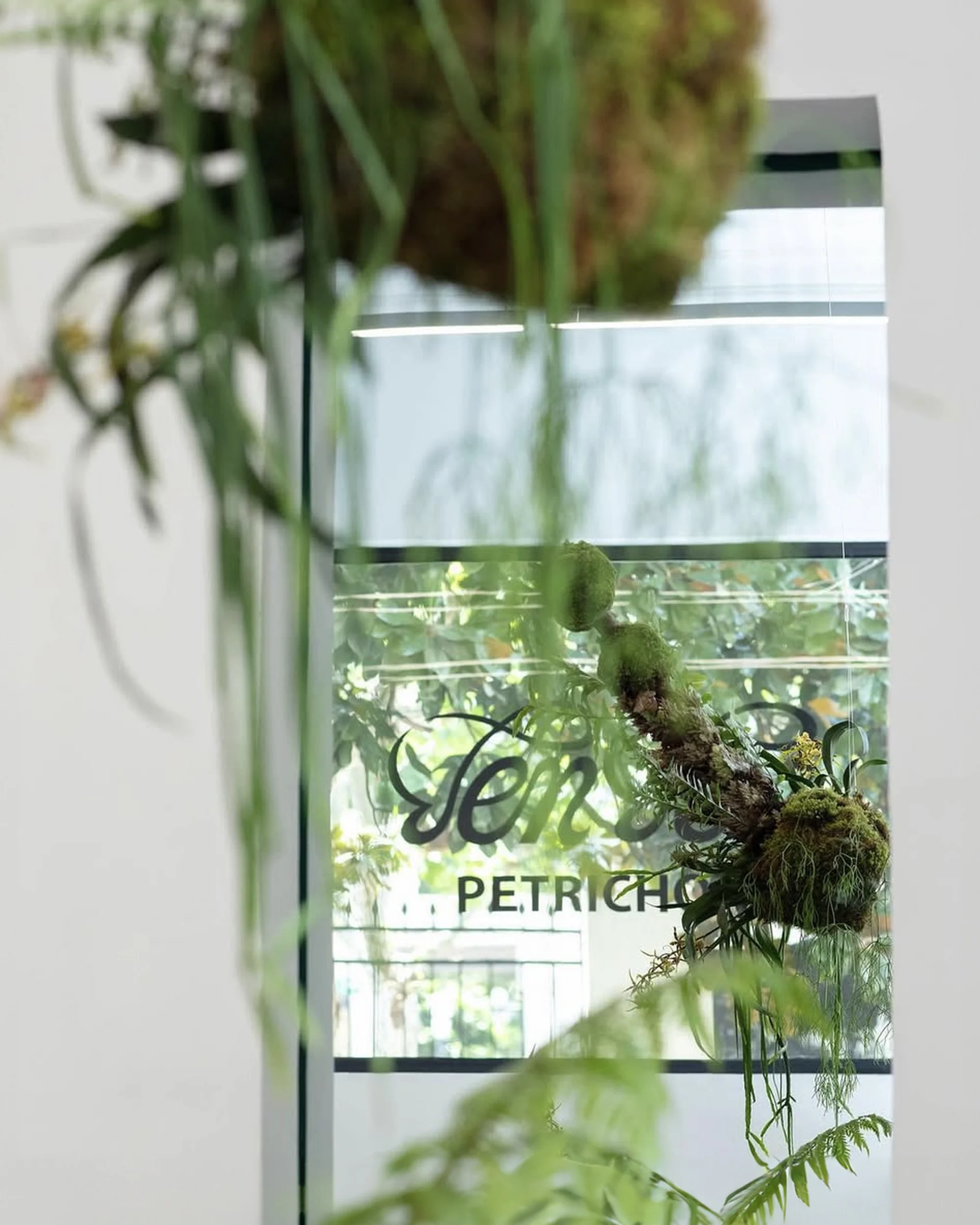 Indoor floral arrangement with moss balls and hanging green plants near a store window with a business logo in a bright, minimalist space.