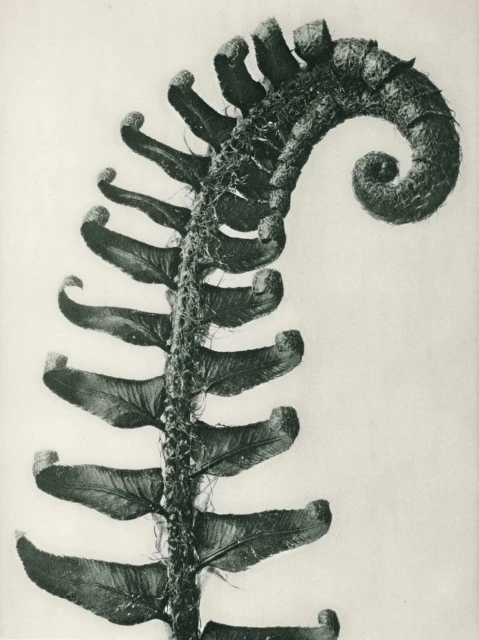 Close-up of a curled fern frond, displaying intricate textures and detailed patterns against a bright, neutral background.