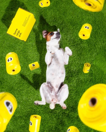A tan and white Jack Russell terrier dog is lying on its back in a field of bright green artificial turf, surrounded by yellow boxes.