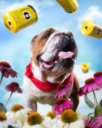 Bulldog in a vibrant meadow of coneflowers, joyful expression, accessorized with a red bandana, with rolls of yellow bags floating above.