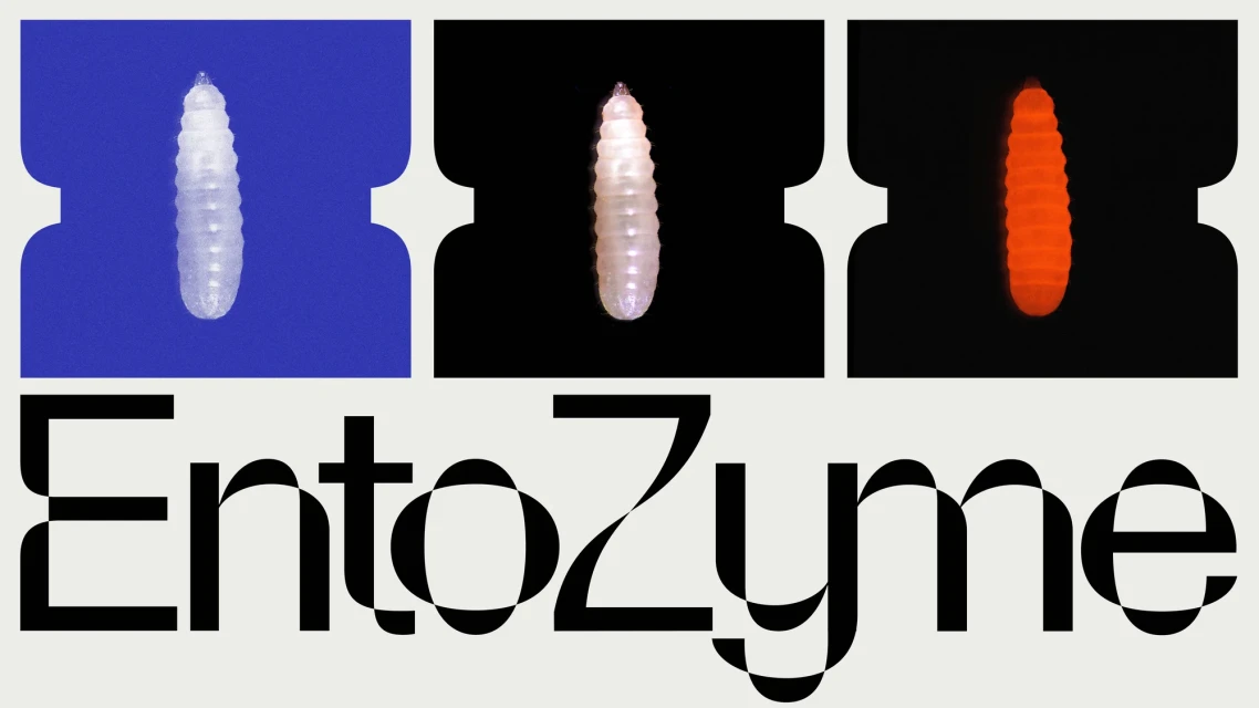 Three images of larvae are displayed above the text 'EntoZyme', on a cream background, with the larvae displayed on blue, black, and black.