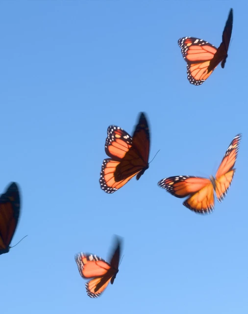 Five monarch butterflies are in flight against a bright blue sky, creating a sense of natural beauty and freedom.