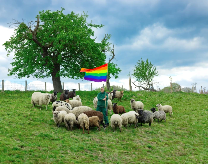 A shepherd holding a rainbow pride flag amidst a large flock of sheep grazing on a green grassy hill under an overcast sky.