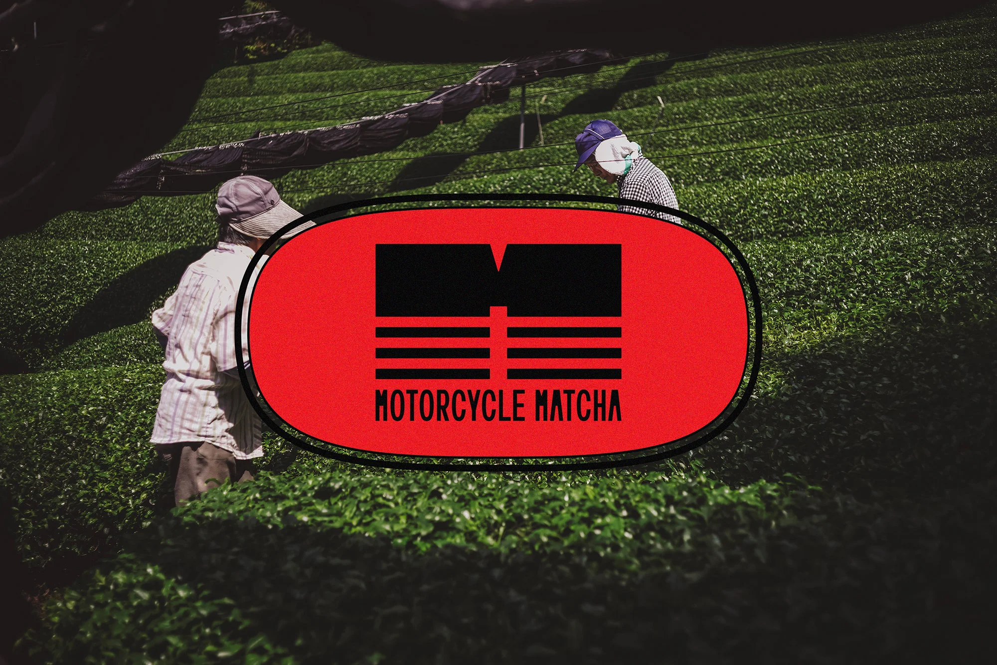 Two agricultural workers harvest tea leaves in a field on a sunny day, with a red logo overlay and dark green foliage.