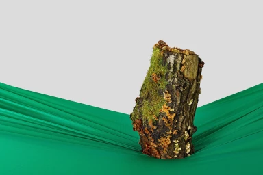 Mossy tree stump resting on bright green draped fabric against a plain grey studio backdrop