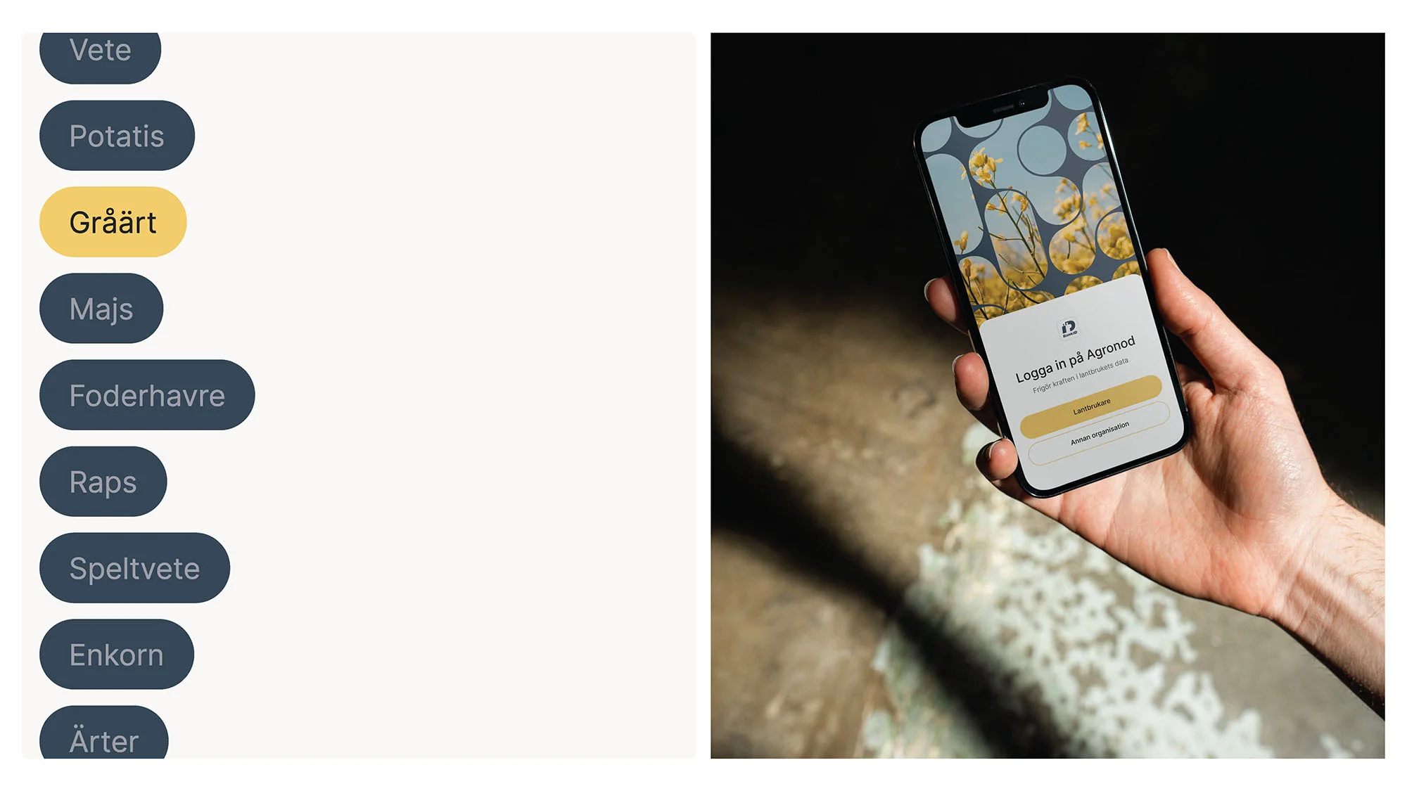 A hand holds a mobile phone with a crops-related app displayed. To the left, a list of crop names appears on a white background.