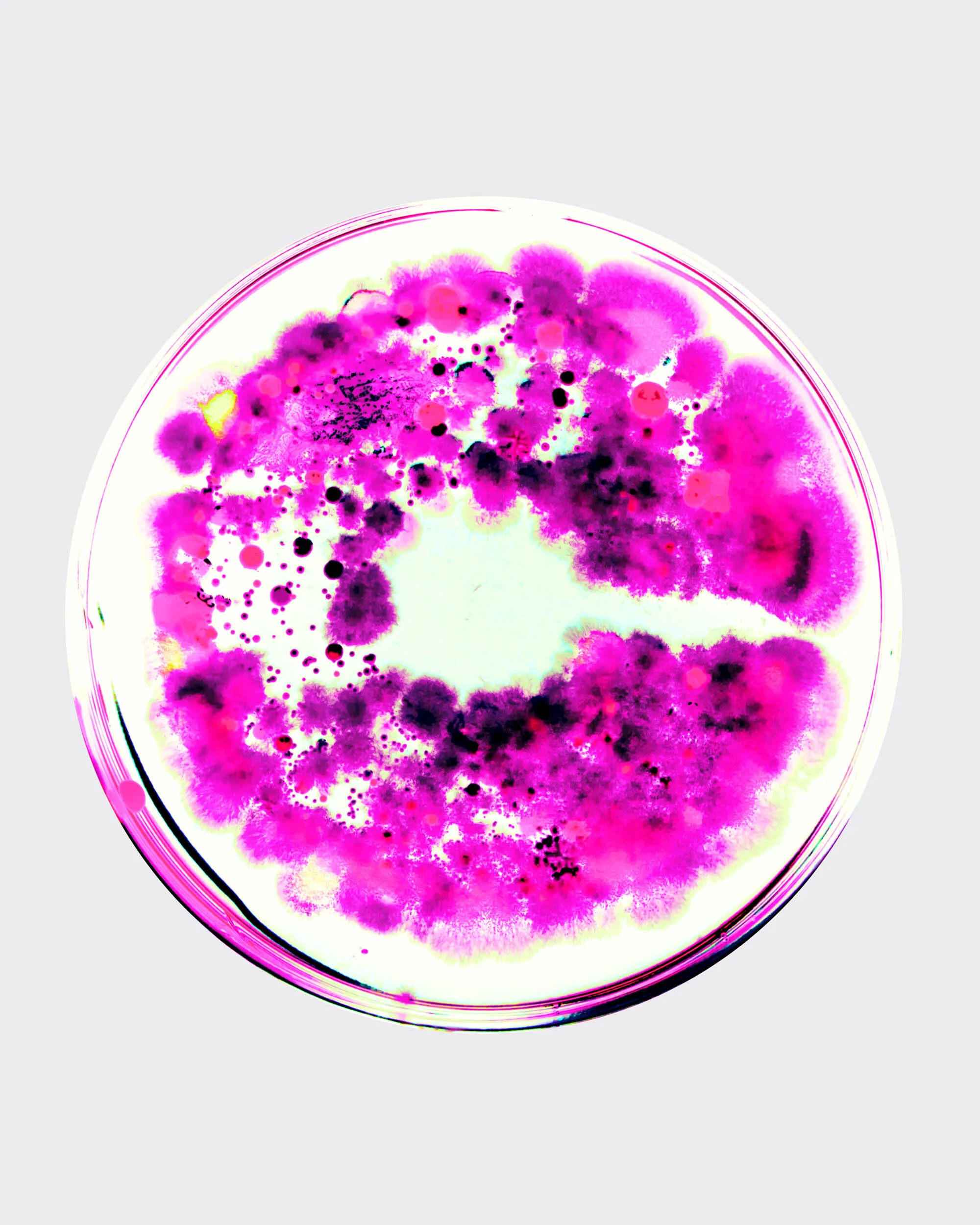 Petri dish with bright magenta and purple microbial culture colonies on a white background with a round clear area in the center.