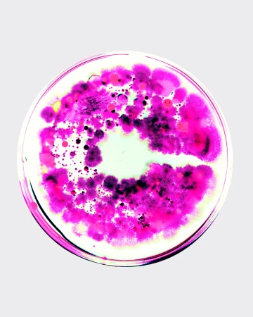 Petri dish with bright magenta and purple microbial culture colonies on a white background with a round clear area in the center.