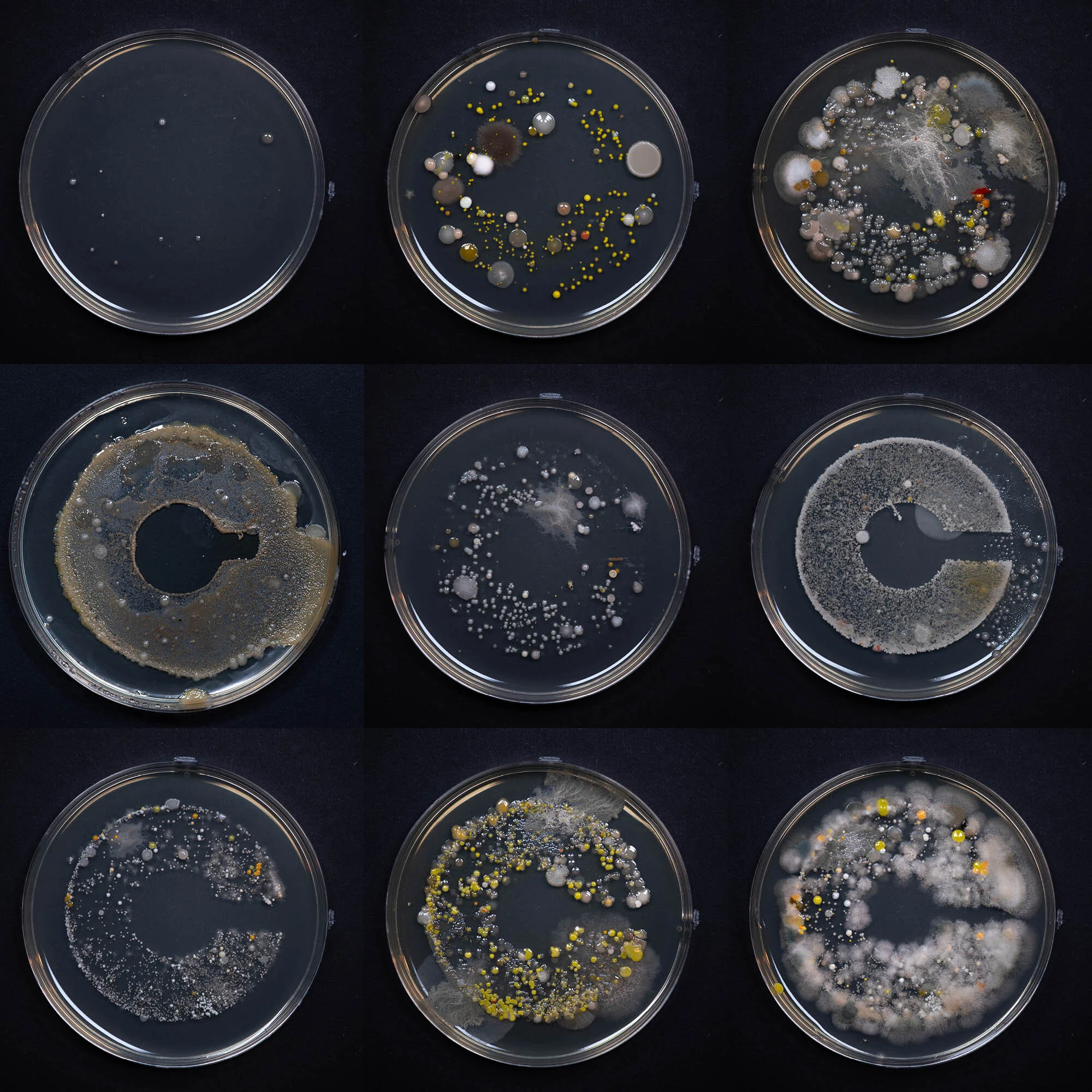 Petri dishes showcase varying microbial colony growth patterns and colors, illuminated against a dark background, used in scientific studies.