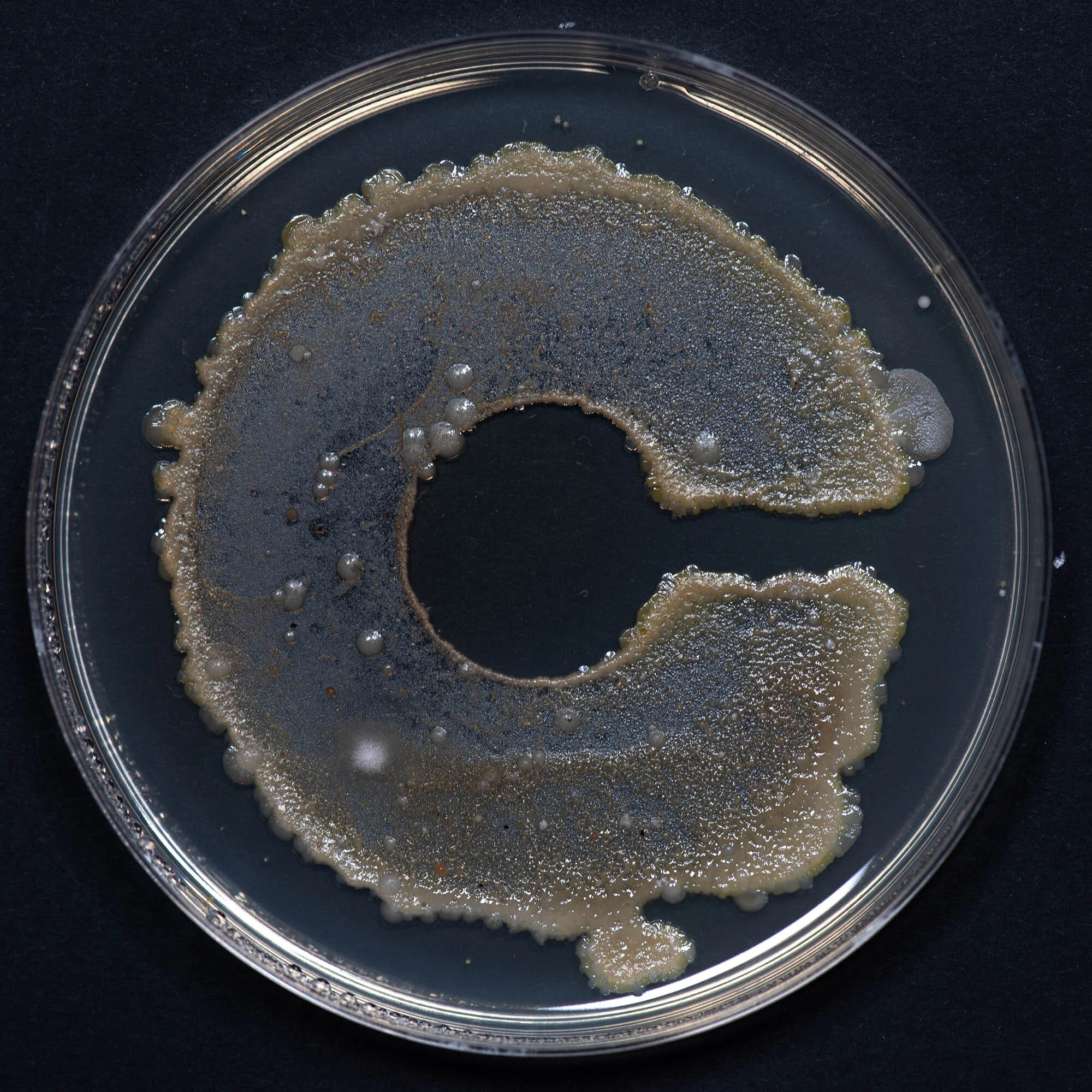 Petri dish displaying a culture forming the shape of a letter 'C', showcasing microbiology and laboratory science.