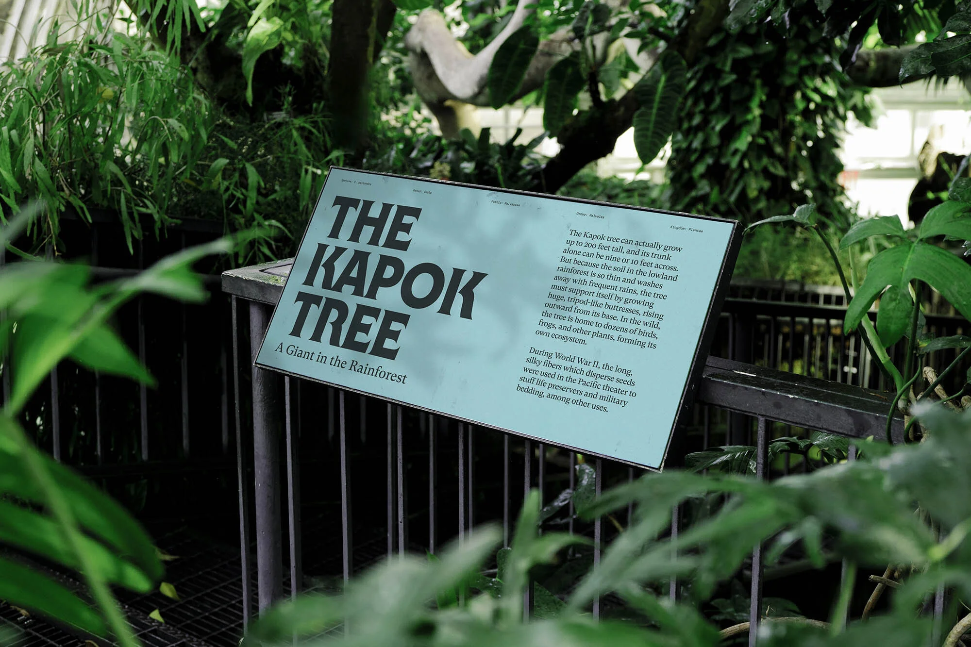 Sign for a kapok tree in a rainforest setting, with lush green foliage, explaining the tree's characteristics and uses in a botanical garden.
